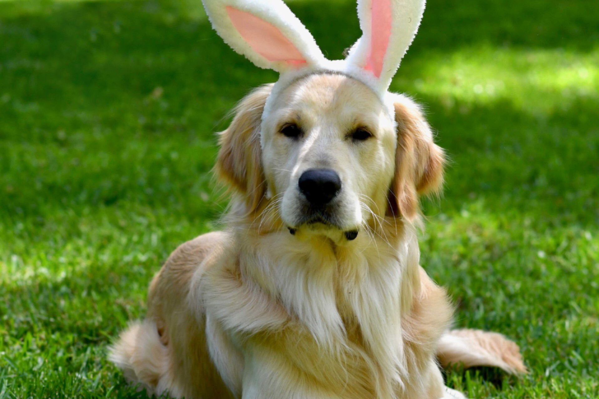 Golden Retriver wearing bunny ears